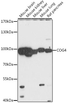 COG4 Rabbit pAb