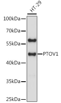 PTOV1 Rabbit pAb