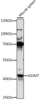 AS3MT Rabbit pAb