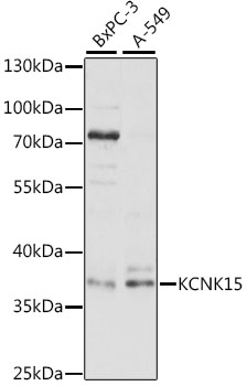 KCNK15 Rabbit pAb