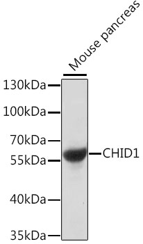 CHID1 Rabbit pAb