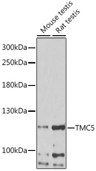 TMC5 Rabbit pAb