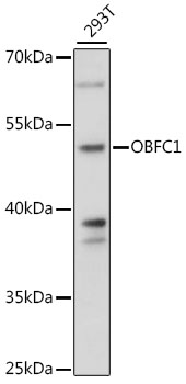 OBFC1 Rabbit pAb