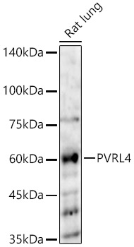 PVRL4 Rabbit pAb