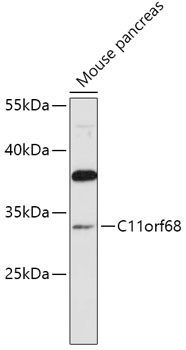 C11orf68 Rabbit pAb