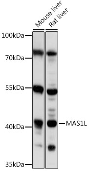 MAS1L Rabbit pAb