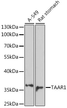 TAAR1 Rabbit pAb