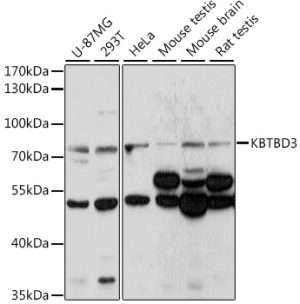 KBTBD3 Rabbit pAb