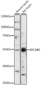 EFCAB3 Rabbit pAb