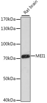 MEI1 Rabbit pAb