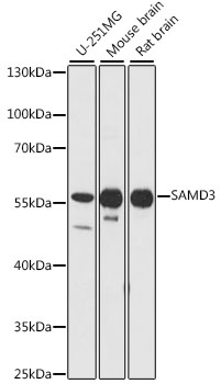 SAMD3 Rabbit pAb