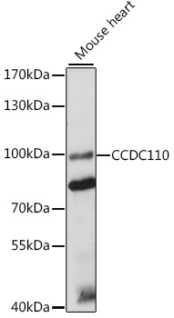 CCDC110 Rabbit pAb