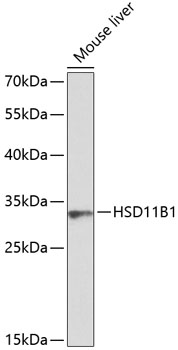 HSD11B1 Rabbit pAb