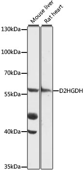 D2HGDH Rabbit pAb