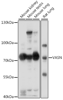 VASN Rabbit pAb