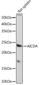 AICDA Rabbit pAb