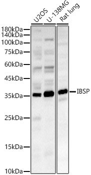 IBSP Rabbit pAb