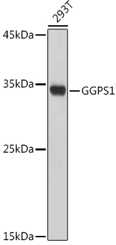 GGPS1 Rabbit pAb