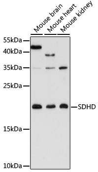 SDHD Rabbit pAb