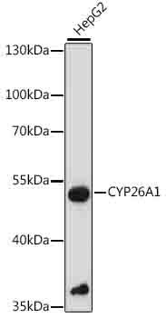 CYP26A1 Rabbit pAb