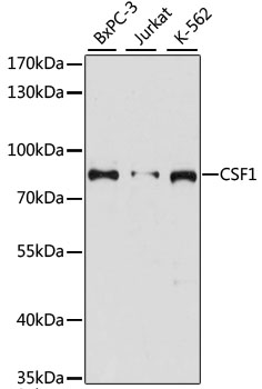 CSF1 Rabbit pAb