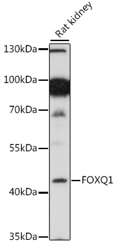 FOXQ1 Rabbit pAb