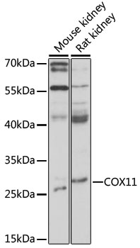 COX11 Rabbit pAb