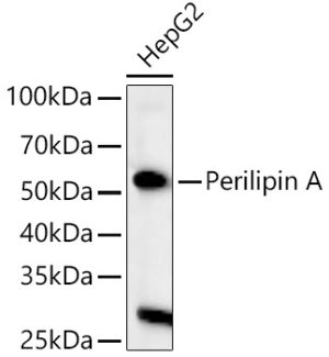 Perilipin A Rabbit pAb