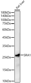 SRA1 Rabbit pAb