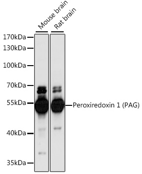 Peroxiredoxin 1 (PAG) Rabbit pAb