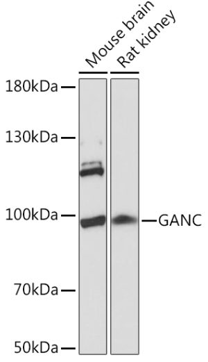 GANC Rabbit pAb