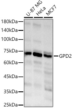 GPD2 Rabbit pAb