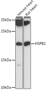 HSPB2 Rabbit pAb
