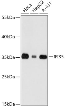 IFI35 Rabbit pAb