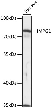 IMPG1 Rabbit pAb