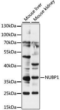 NUBP1 Rabbit pAb