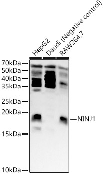 NINJ1 Rabbit pAb