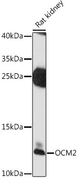 OCM2 Rabbit pAb