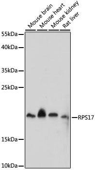 RPS17 Rabbit pAb