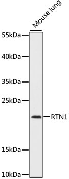 RTN1 Rabbit pAb