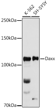 Daxx Rabbit pAb