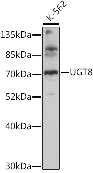 UGT8 Rabbit pAb
