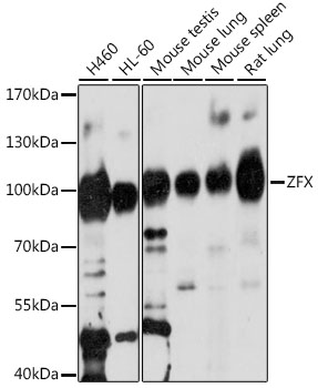ZFX Rabbit pAb