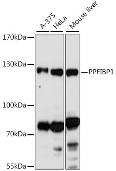 PPFIBP1 Rabbit pAb