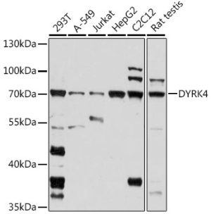 DYRK4 Rabbit pAb