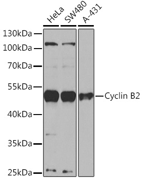 Cyclin B2 Rabbit pAb
