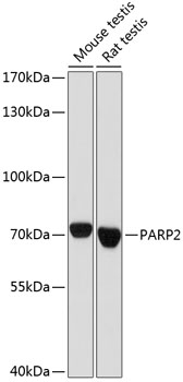 PARP2 Rabbit pAb