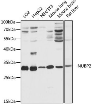 NUBP2 Rabbit pAb