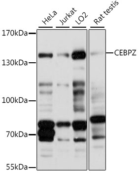 CEBPZ Rabbit pAb