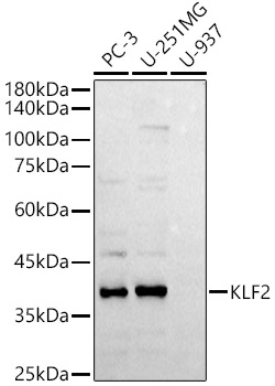 KLF2 Rabbit pAb
